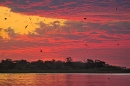 swifts-in-flight-at-dusk