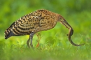 tiger-heron-with-prey