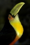 toucan-drinking-from-jungle-stream