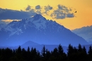 vulture-in-flight-over-mountains-at-dusk