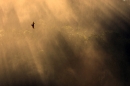 vulture-in-flight-over-rainforest-at-dawn