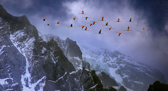 chilean flamingos in flight over andes mountains chilean flamingos in flight over andes mountains