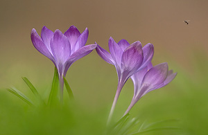 crocus and fly