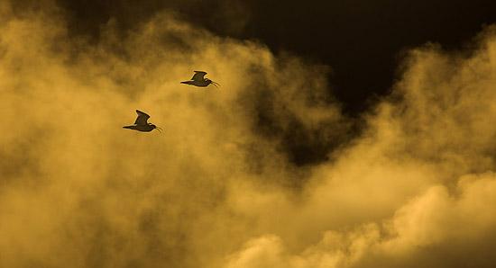 curlews at dawn