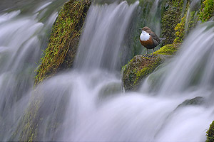 dipper perched on waterfall