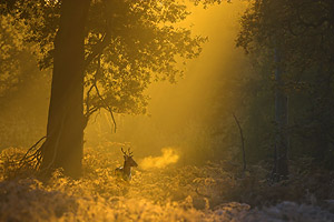 fallow deer buck at dawn fallow deer buck at dawn