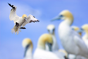 gannet in flight gannet in flight