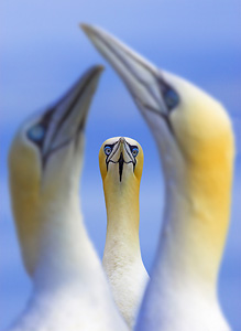 gannet portrait