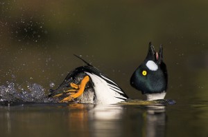 goldeneye display Goldeneye displaying - Animal antics category - Highly honoured winner