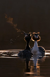 grebes courting at dawn