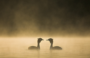 grebes courting in dawn mist
