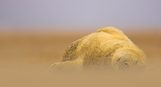 grey seal pup in sand storm