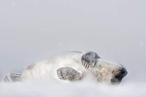 greyseal