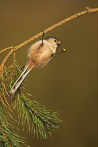 long-tailed tit hanging from branch