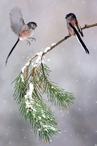 long-tailed tits in snowfall
