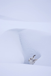mountainhare