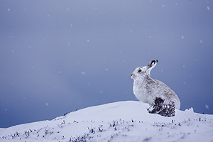 mountainhare2