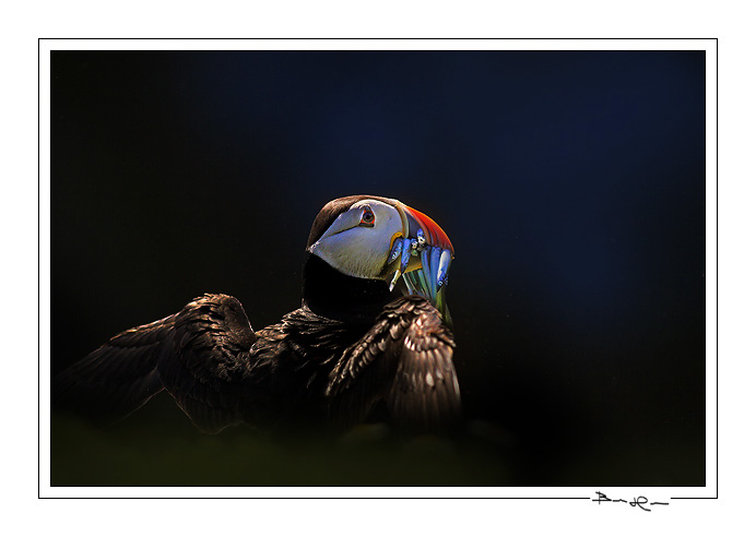 puffin backlit print