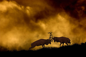 red deer stags fighting at dusk red deer stags fighting at dusk
