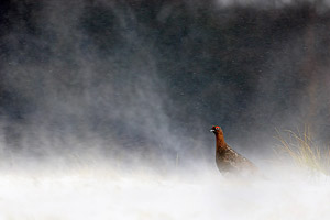 redgrouse