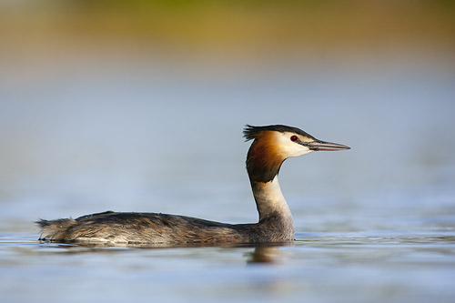 great crested grebe swimming