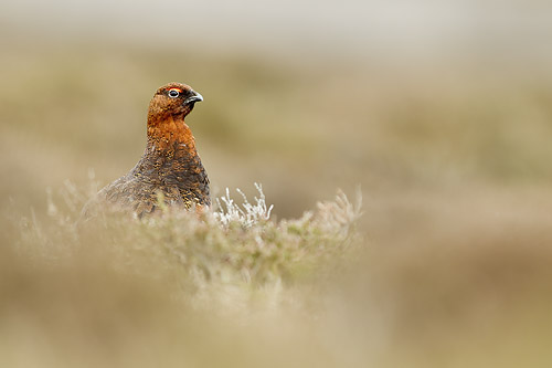 red grouse mk4