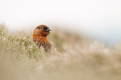 red grouse2 mk4