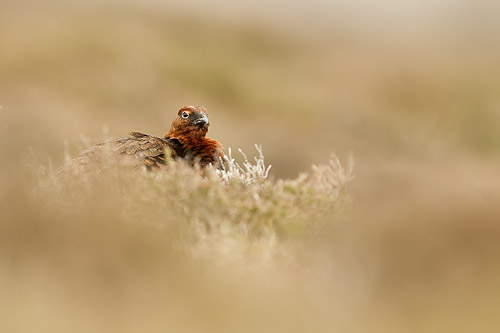 red grouse3 mk4