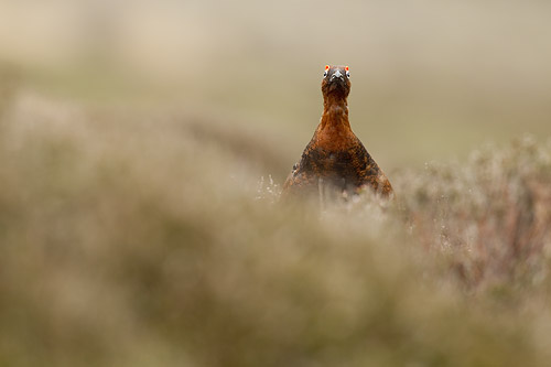 red grouse4 mk4