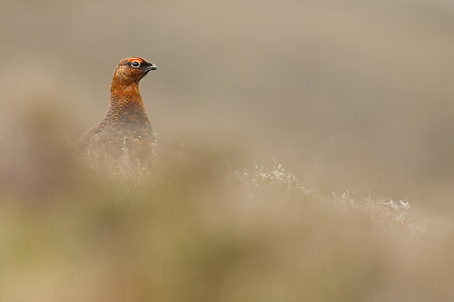 red grouse5 mk4