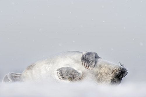 grey seal in snowfall