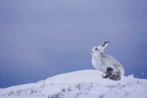 mountain hare in snowfall 2