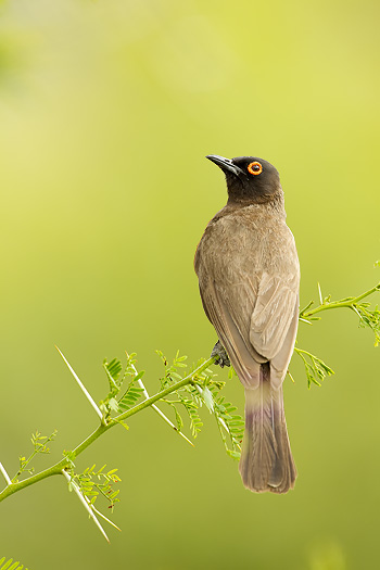 african red-eyed bulbul
