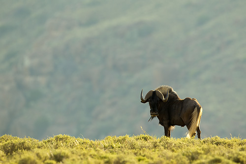 black wildebeest backlit