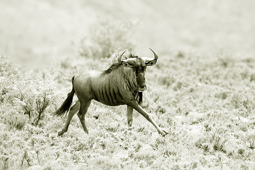 blue wildebeest running