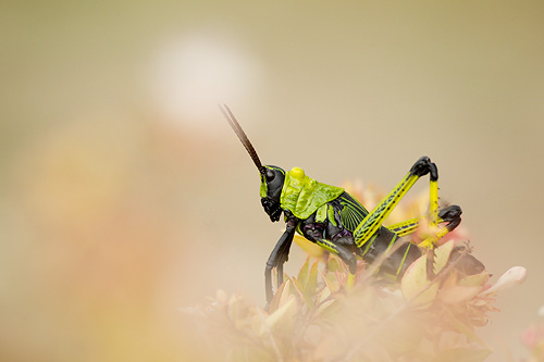 grasshopper