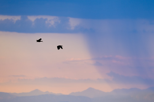 hadedas ibis, pair flying towards storm