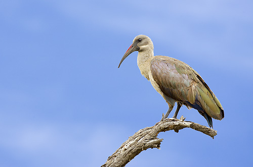 hadeda ibis