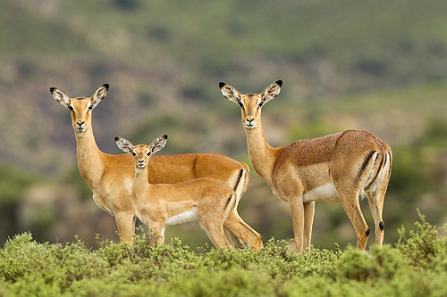 impala with young