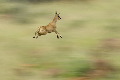 klipspringer leaping