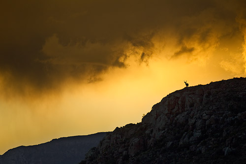 kudu bull at dusk