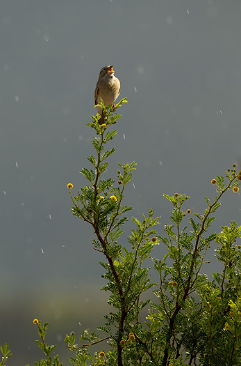 larklike bunting singing in rain shower