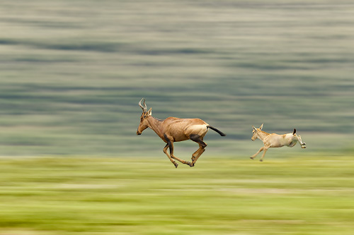 red hartebeest running with young