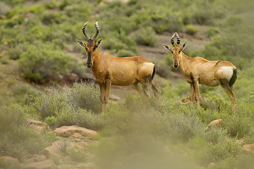 red hartebeest