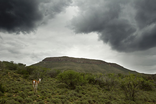 springbok with approaching storm