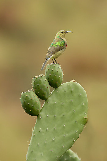 sunbird perched on cactus