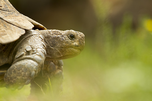 tortoise