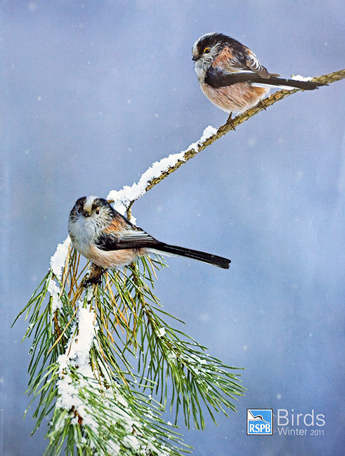 Birds cover winter 2011